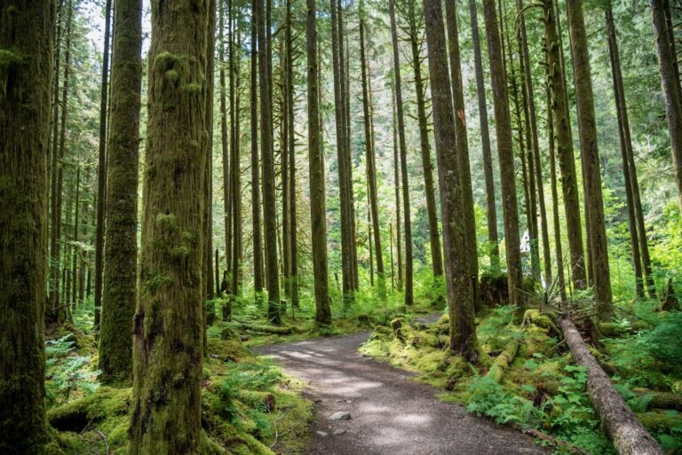 tranquil-path-through-evergreen-forest-2023-11-27-05-25-42-utc