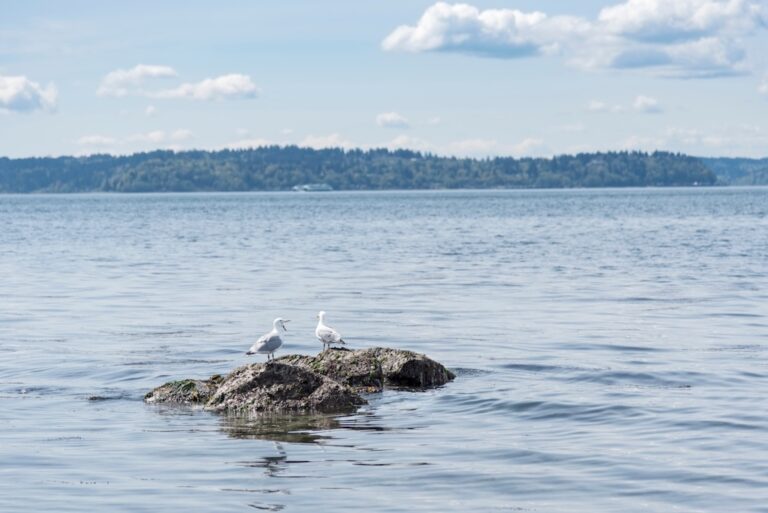 two-seagulls-on-a-rocky-outcrop-2023-11-27-05-04-02-utc